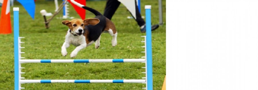 Agility