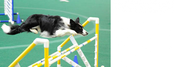 Agility